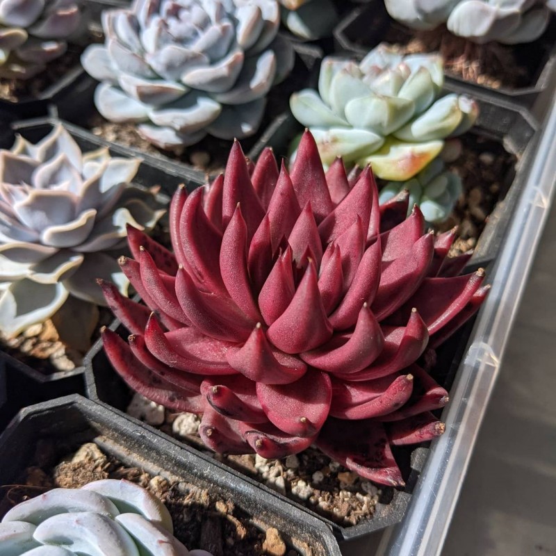 紫水晶 Echeveria Agavoides 'Amethyst'