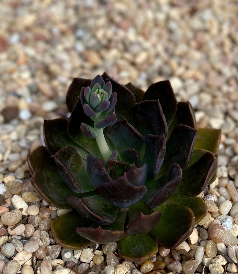 暗月 Echeveria 'Dark Moon'