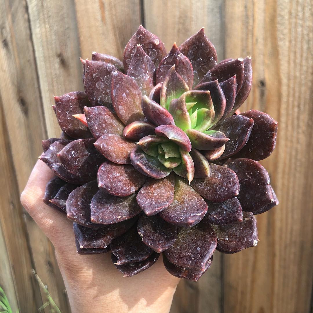  暗月 Echeveria 'Dark Moon'