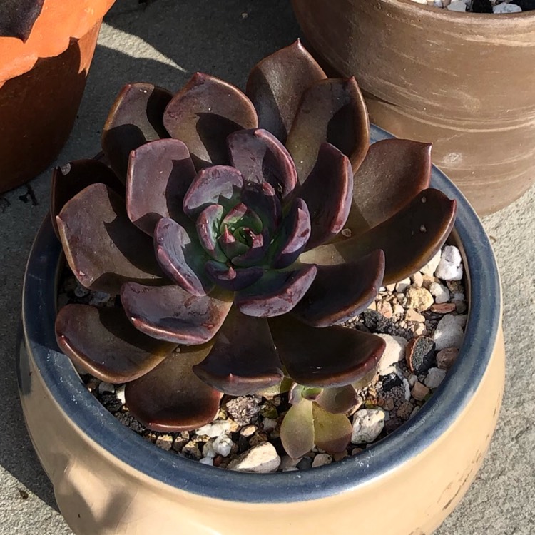 暗月 Echeveria 'Dark Moon'