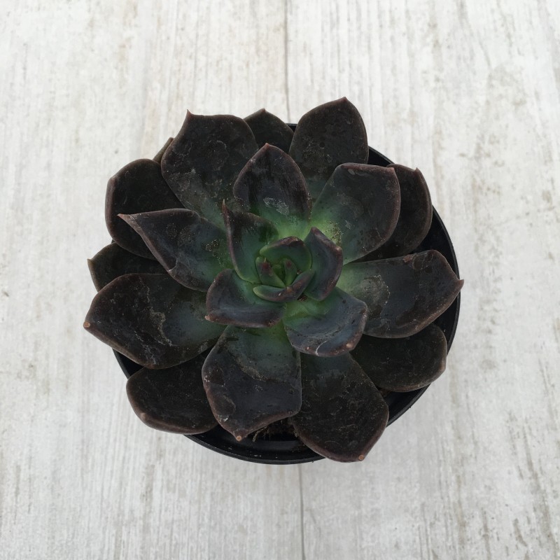 暗月 Echeveria 'Dark Moon'