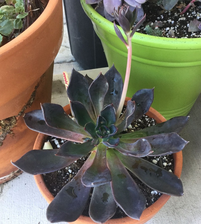 暗月 Echeveria 'Dark Moon'