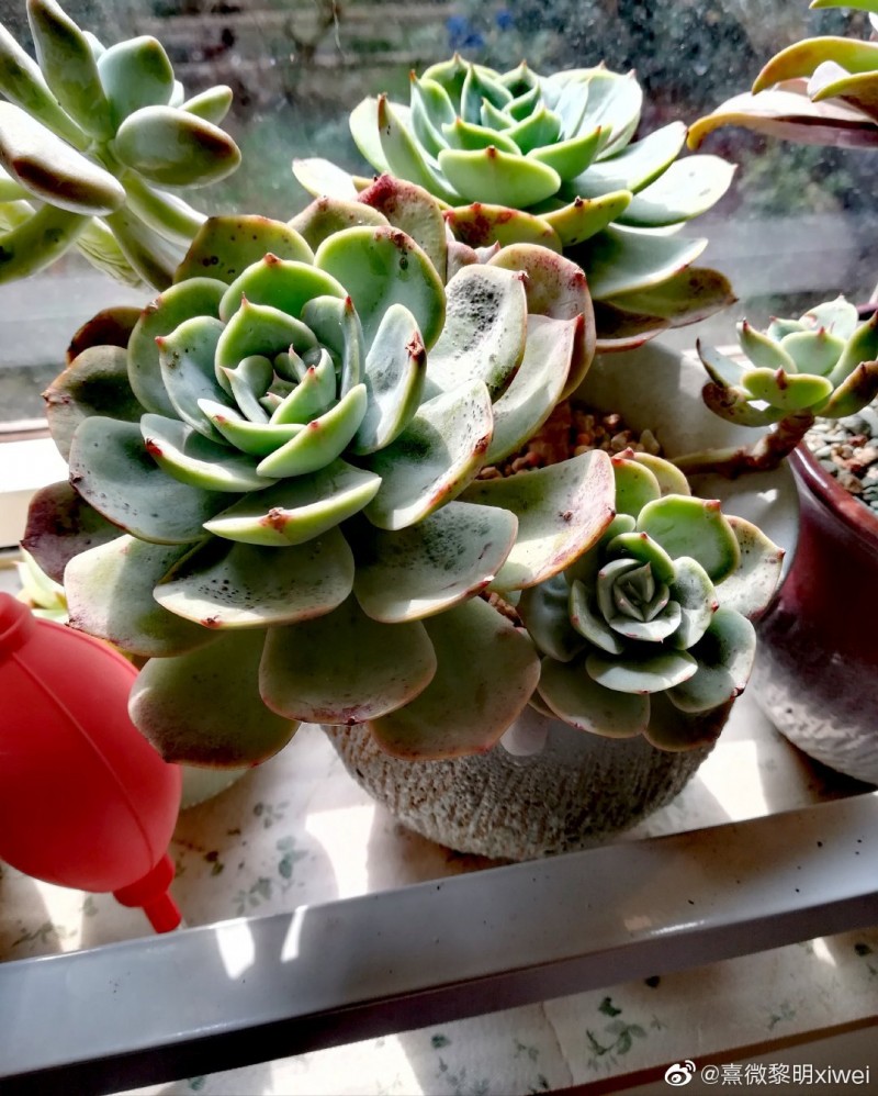 白雪公主 Echeveria 'White Snow'