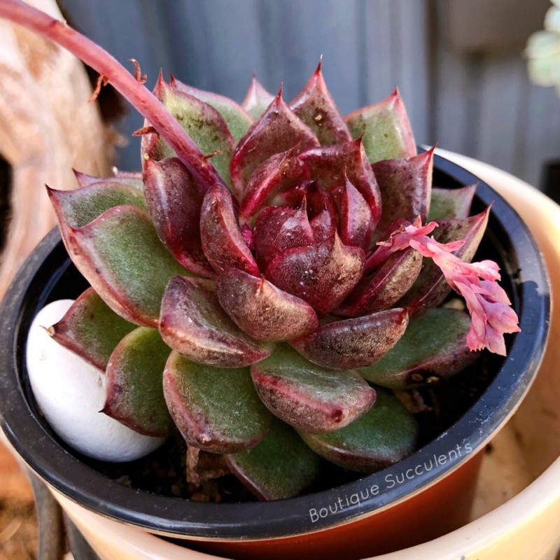 血色玛利亚 Echeveria Agavoides 'Blood Maria'