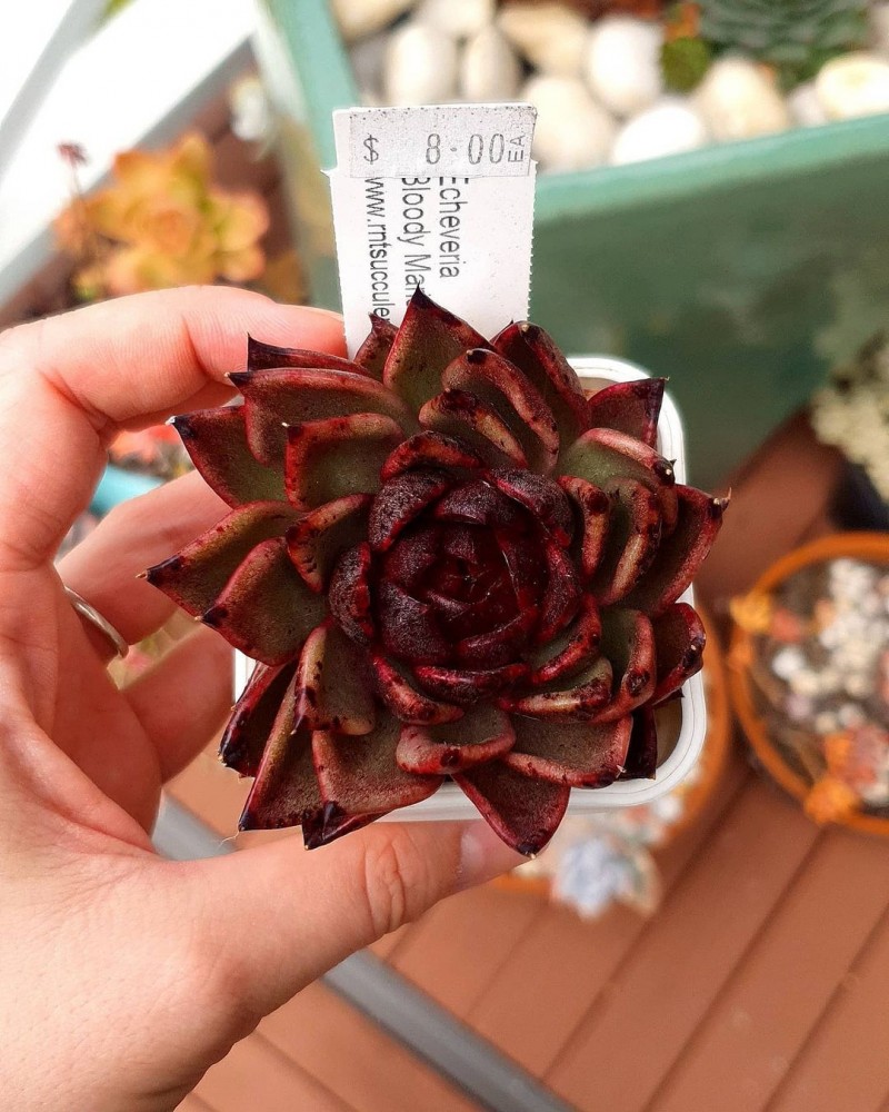 血色玛利亚 Echeveria Agavoides 'Blood Maria'