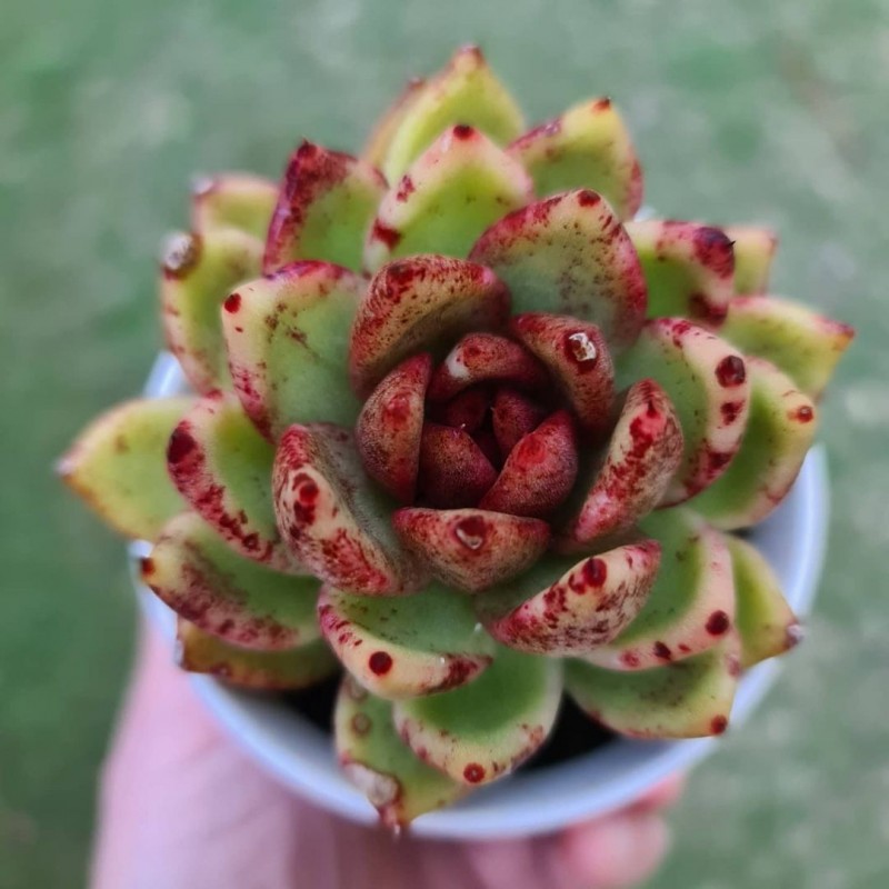 血色玛利亚 Echeveria Agavoides 'Blood Maria'