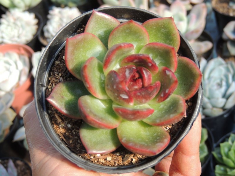 血色玛利亚 Echeveria Agavoides 'Blood Maria'