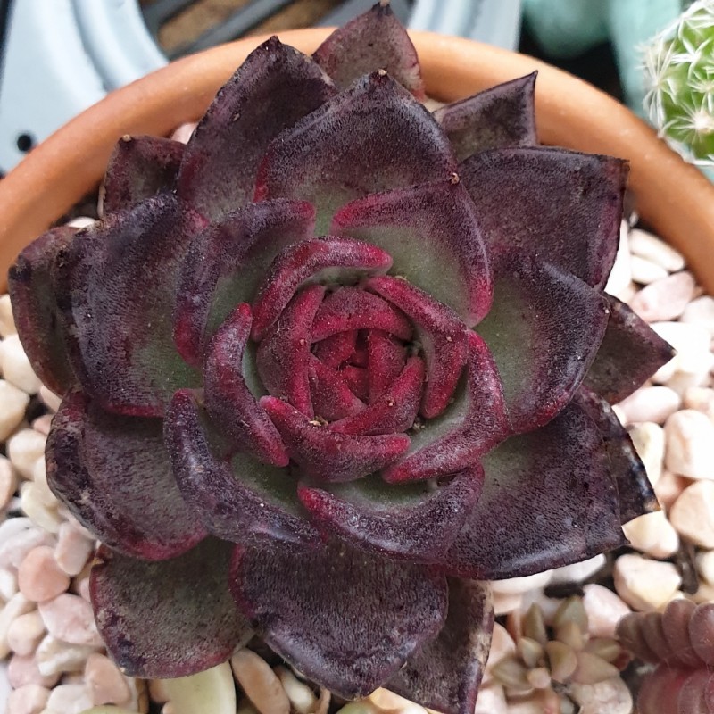 血色玛利亚 Echeveria Agavoides 'Blood Maria'