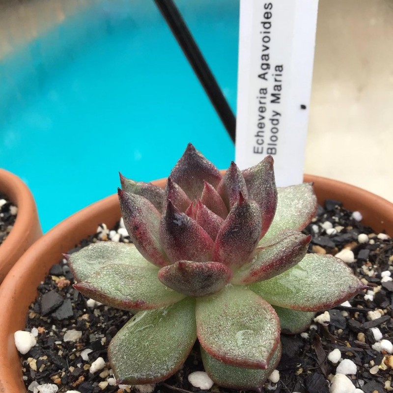 血色玛利亚 Echeveria Agavoides 'Blood Maria'