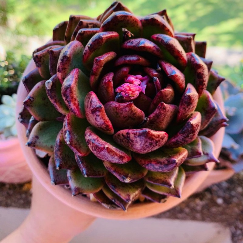 血色玛利亚 Echeveria Agavoides 'Blood Maria'