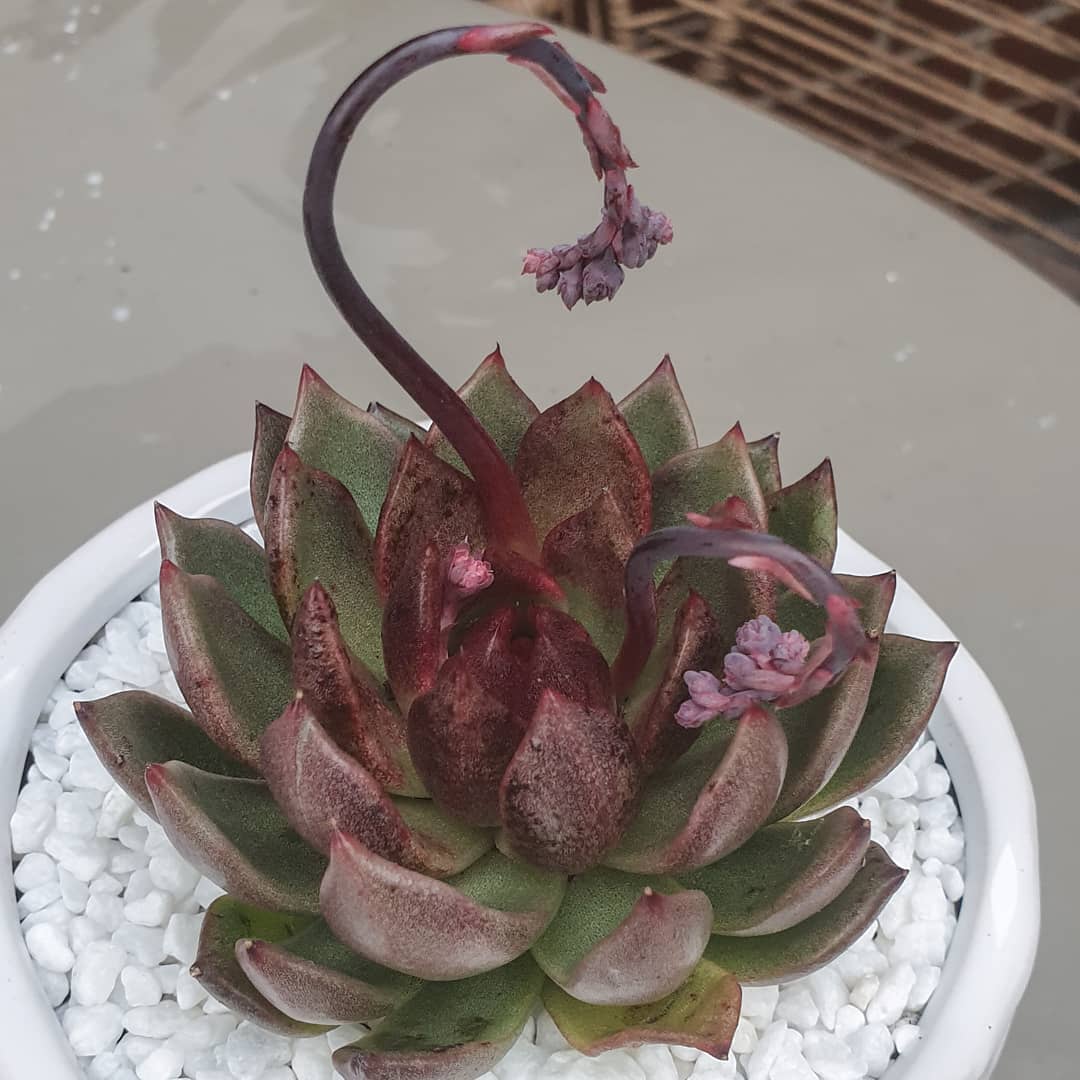 血色玛利亚 Echeveria Agavoides 'Blood Maria'