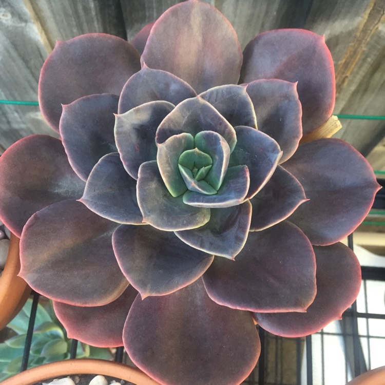 蓝铁/蓝色金属 Echeveria 'Blue Metal' 