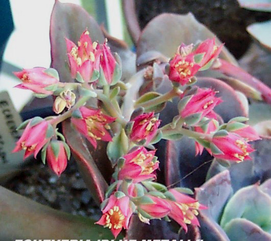 蓝铁/蓝色金属 Echeveria 'Blue Metal' 