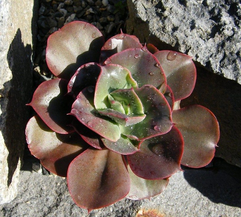 蓝铁/蓝色金属 Echeveria 'Blue Metal' 