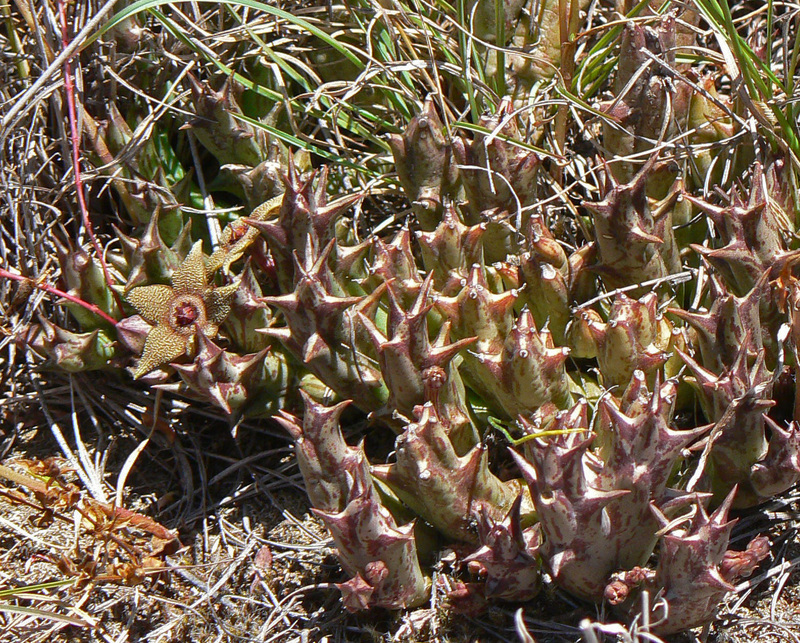 点纹豹皮花 Orbea cooperi 