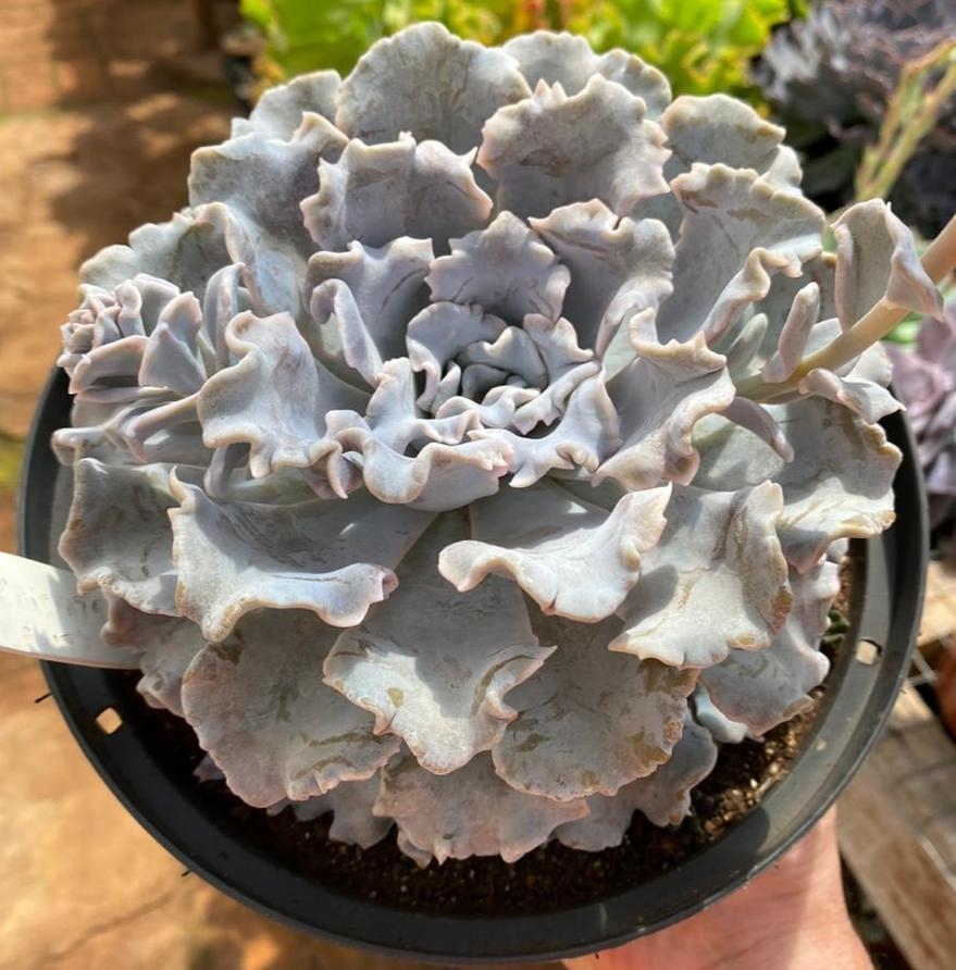 芭蕾舞 Echeveria 'Crispate Beauty'