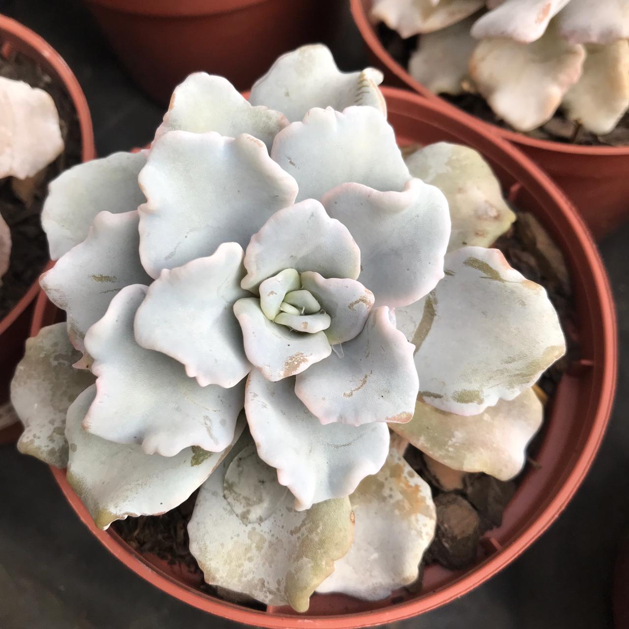 芭蕾舞 Echeveria 'Crispate Beauty'