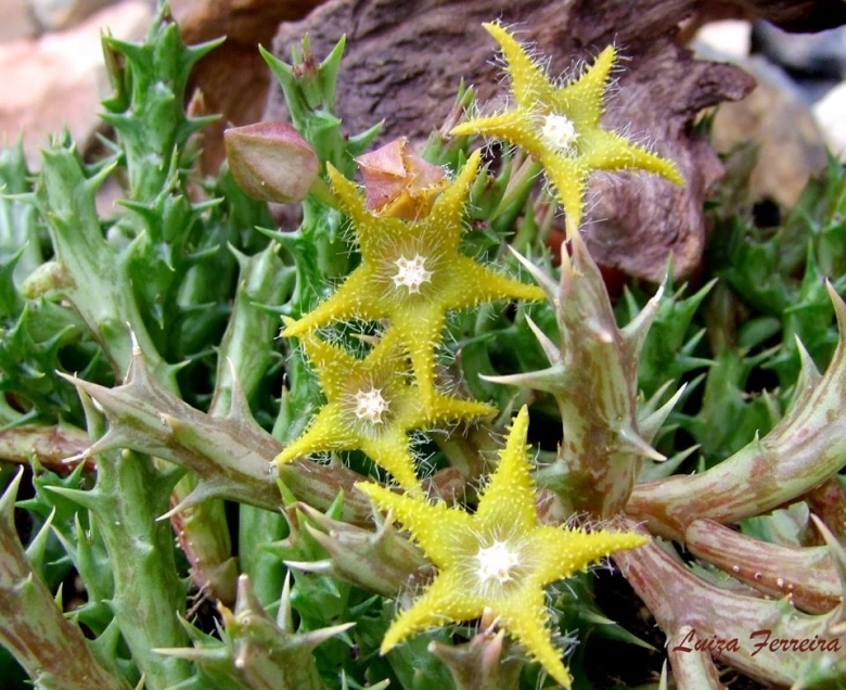 翠海盘车 Orbea deflersiana
