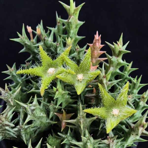 翠海盘车 Orbea deflersiana