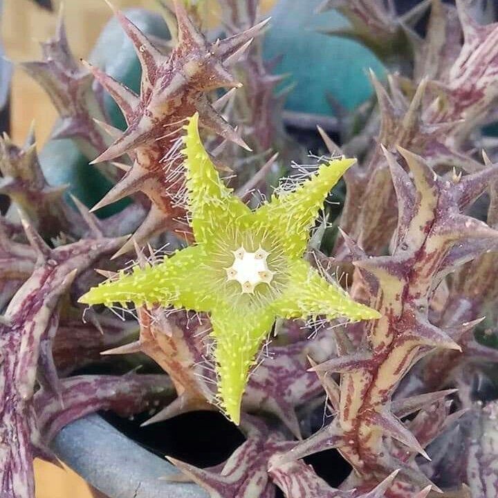 翠海盘车 Orbea deflersiana