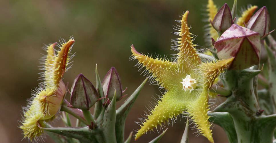 翠海盘车 Orbea deflersiana