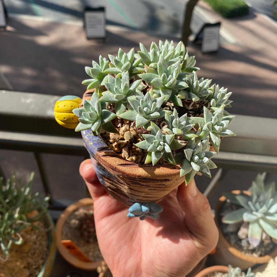 仙女杯 格诺玛  丸叶白菊 Dudleya gnoma