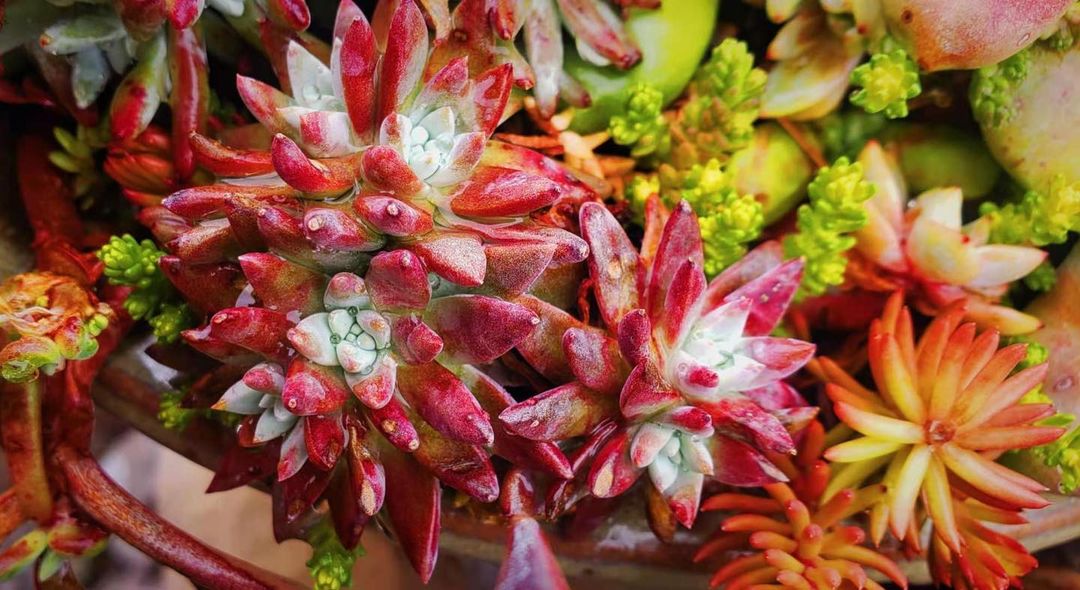 仙女杯 格诺玛  丸叶白菊 Dudleya gnoma