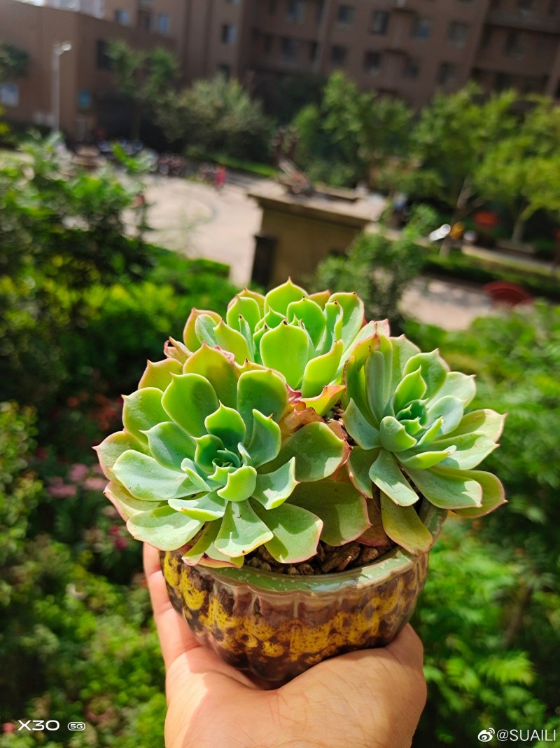 海啸 Echeveria 'Tsunami'