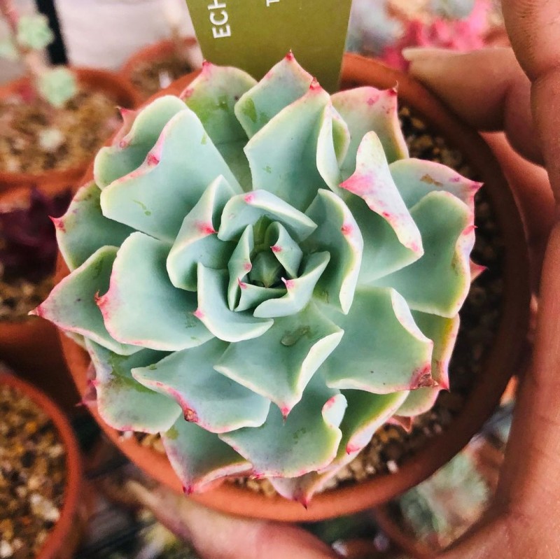 海啸 Echeveria 'Tsunami'