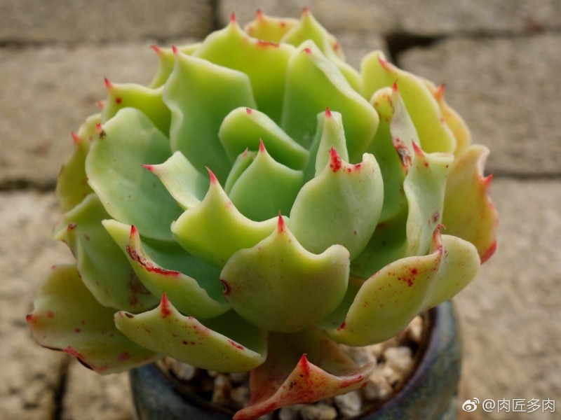 海啸 Echeveria 'Tsunami'