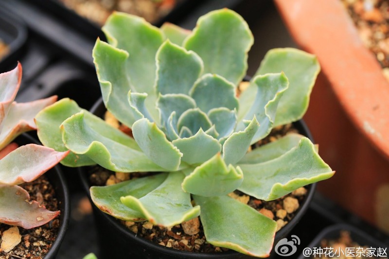 海啸 Echeveria 'Tsunami'