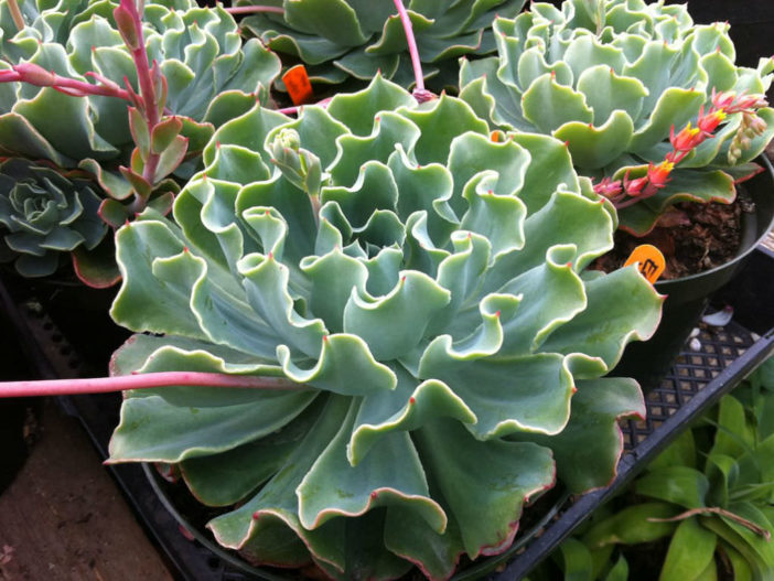 海啸 Echeveria 'Tsunami'