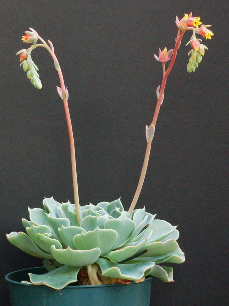 海啸 Echeveria 'Tsunami'