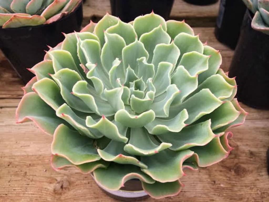 海啸 Echeveria 'Tsunami'