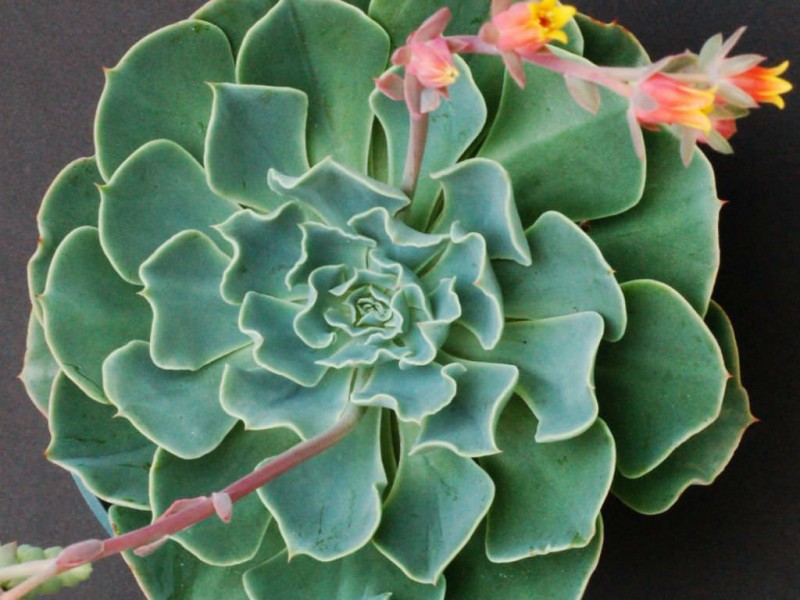 海啸 Echeveria 'Tsunami'