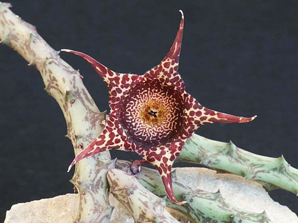 魔眼豹皮花 Orbea hardyi