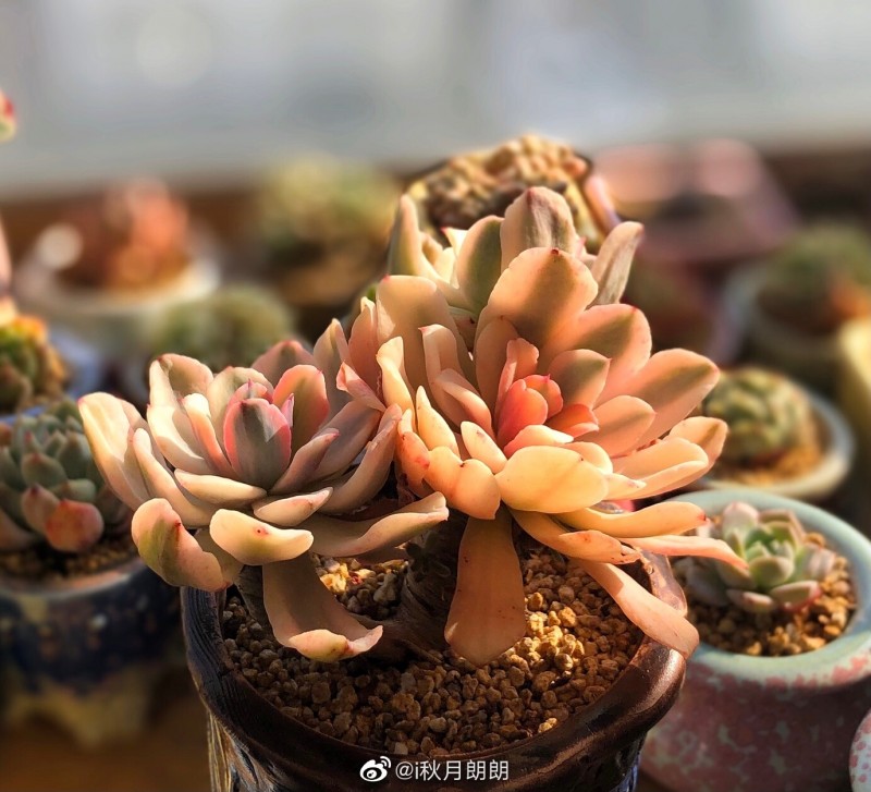 花车锦 Echeveria 'Hoveyi' 