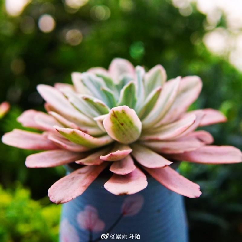花车锦 Echeveria 'Hoveyi' 