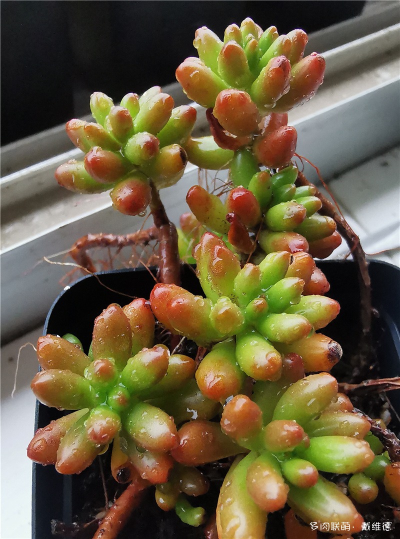 虹之玉