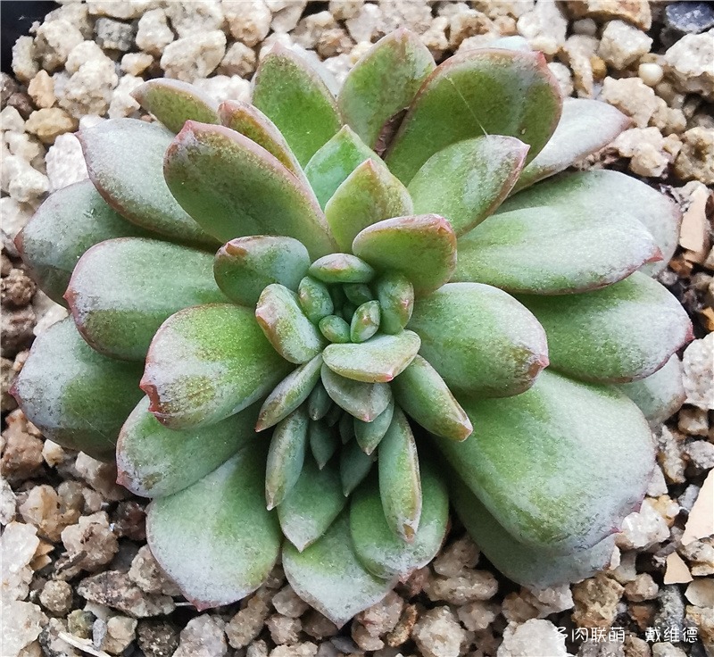 德国香槟缀化