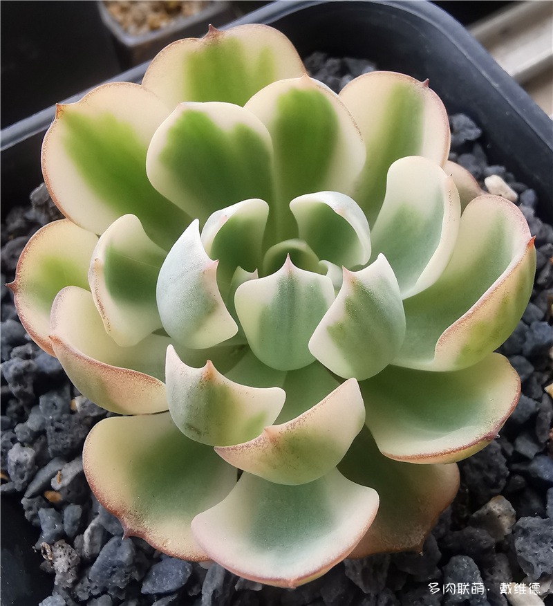 玉蝶锦