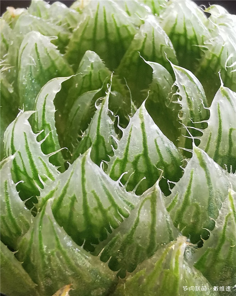 樱水晶