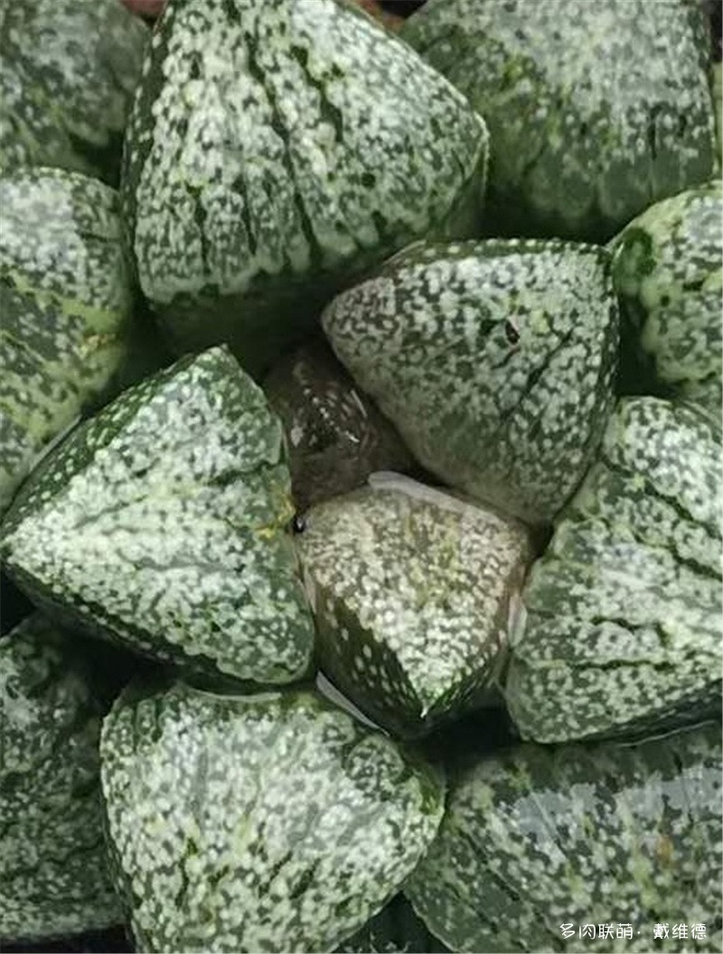 实生青蟹