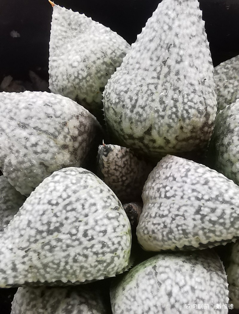白银青蟹