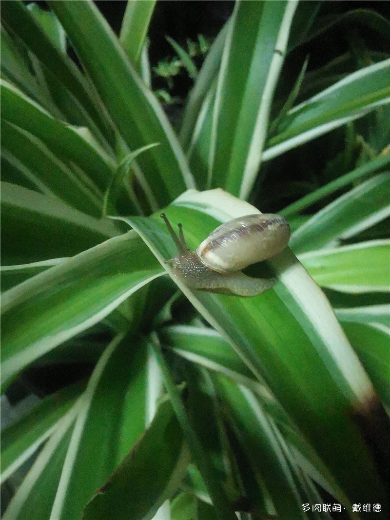 蜗牛有害