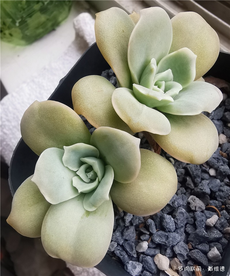 可爱玫瑰