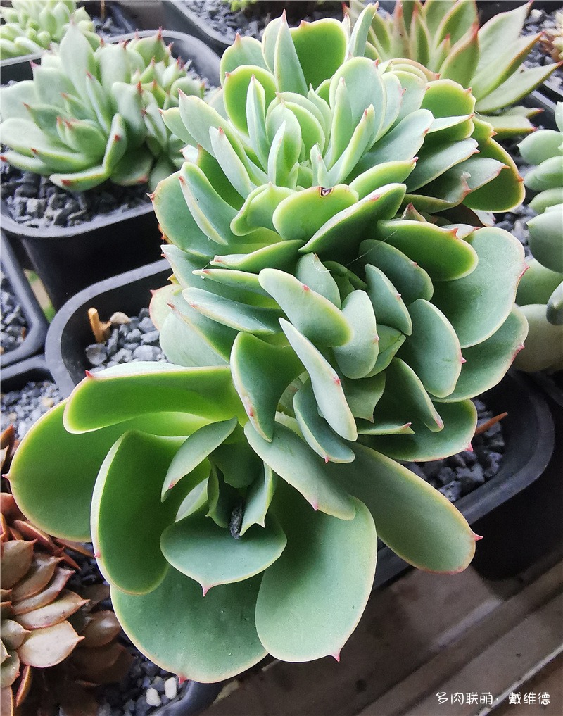 碧桃缀化