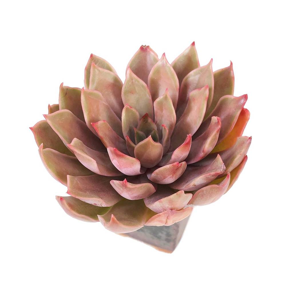 吻 Echeveria 'Kisses' 