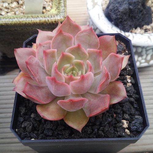 吻 Echeveria 'Kisses'