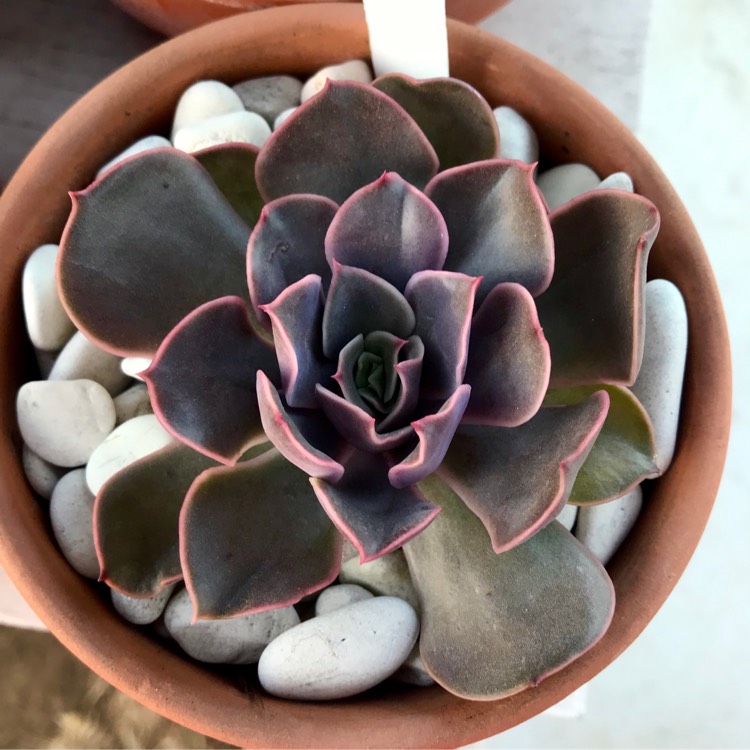 吻 Echeveria 'kissing'